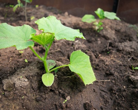 Odmiany ogórków odporne na choroby. Czym różnią się nasiona F1 od pozostałych?