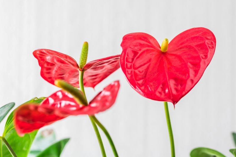 Zdarza się, że zimą anturium odmawia kwitnienia.