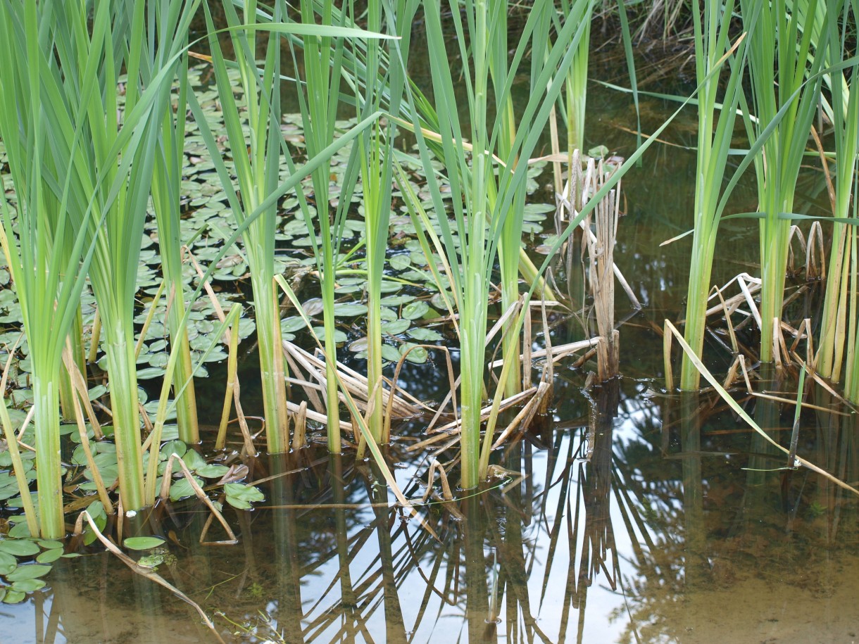 Pozostałe, Czerwcowe ogrody