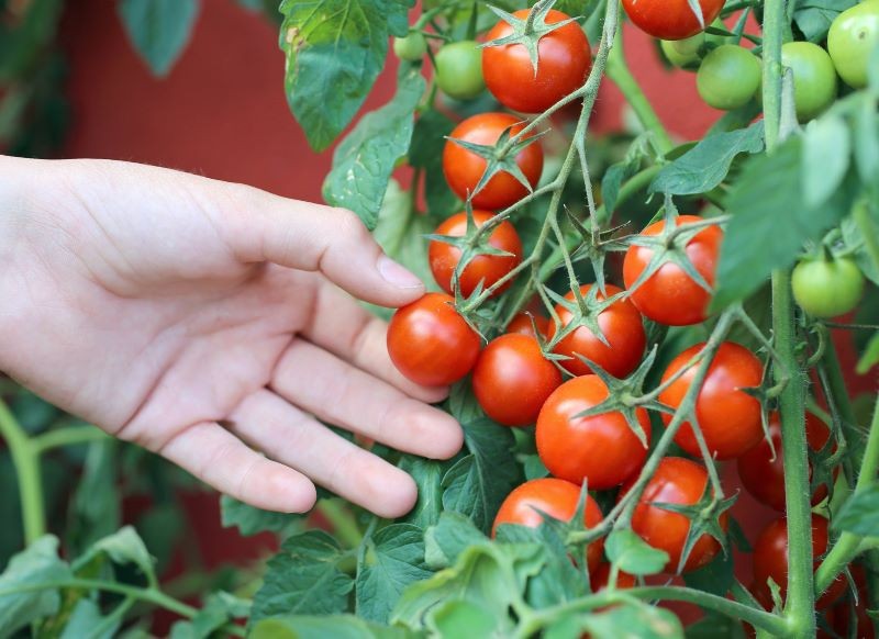 Istnieje wiele odmian pomidorów, które obficie owocują w donicy.
