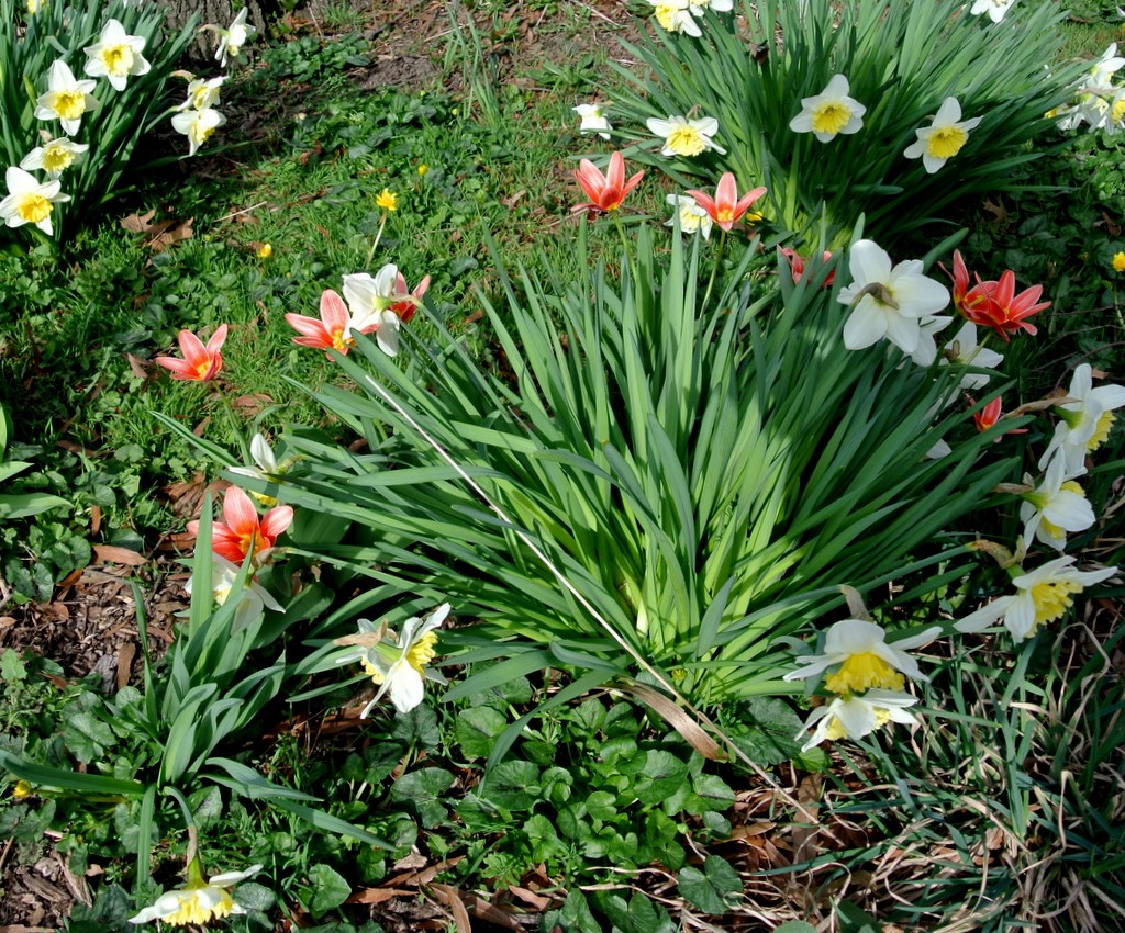 Rośliny, Biegiem po Ogrodzie Botanicznym..