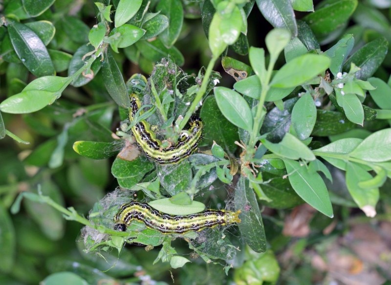 jak szybko pozbyć się ćmy bukszpanowej
