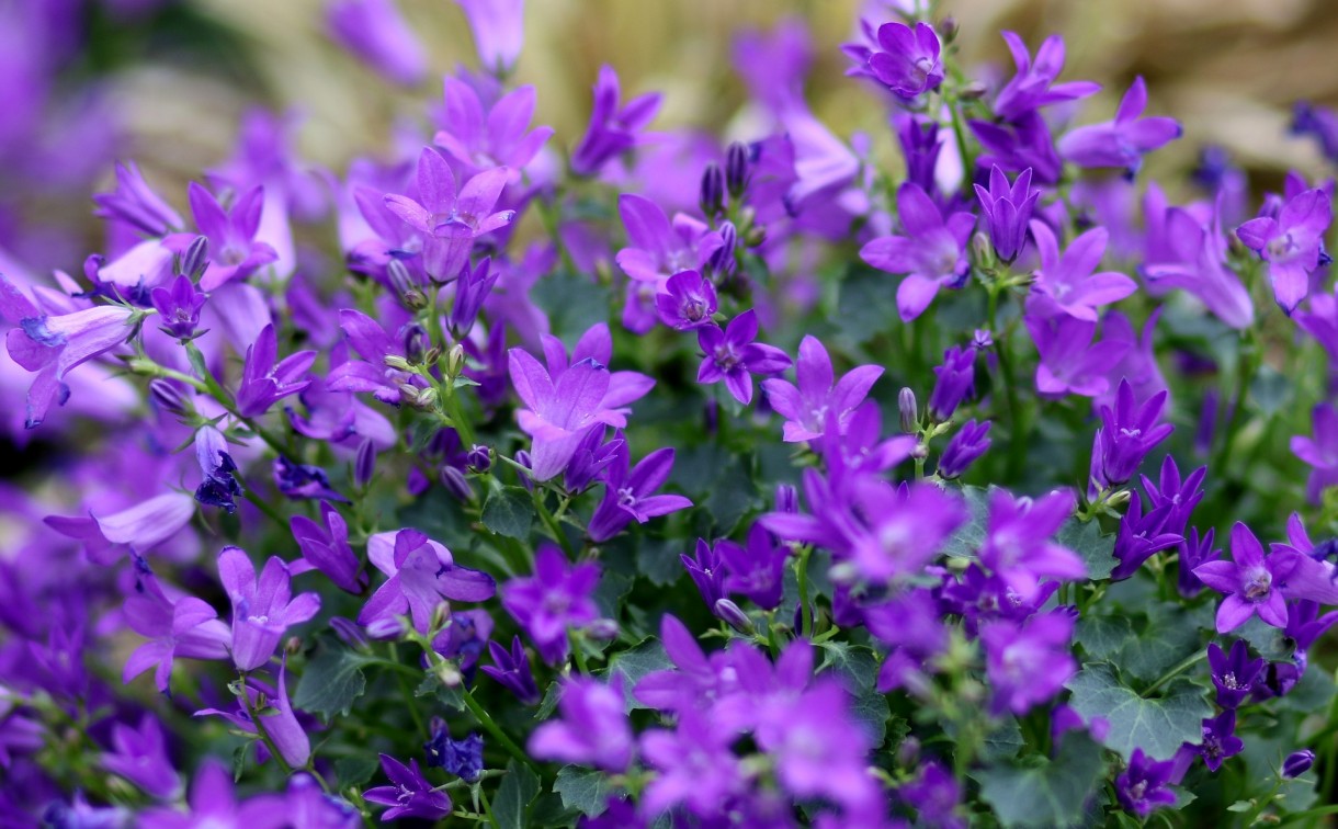 Balkon, Najpiękniejsze kwiaty na balkony i tarasy - Lobelia

Fot. Pixabay.com