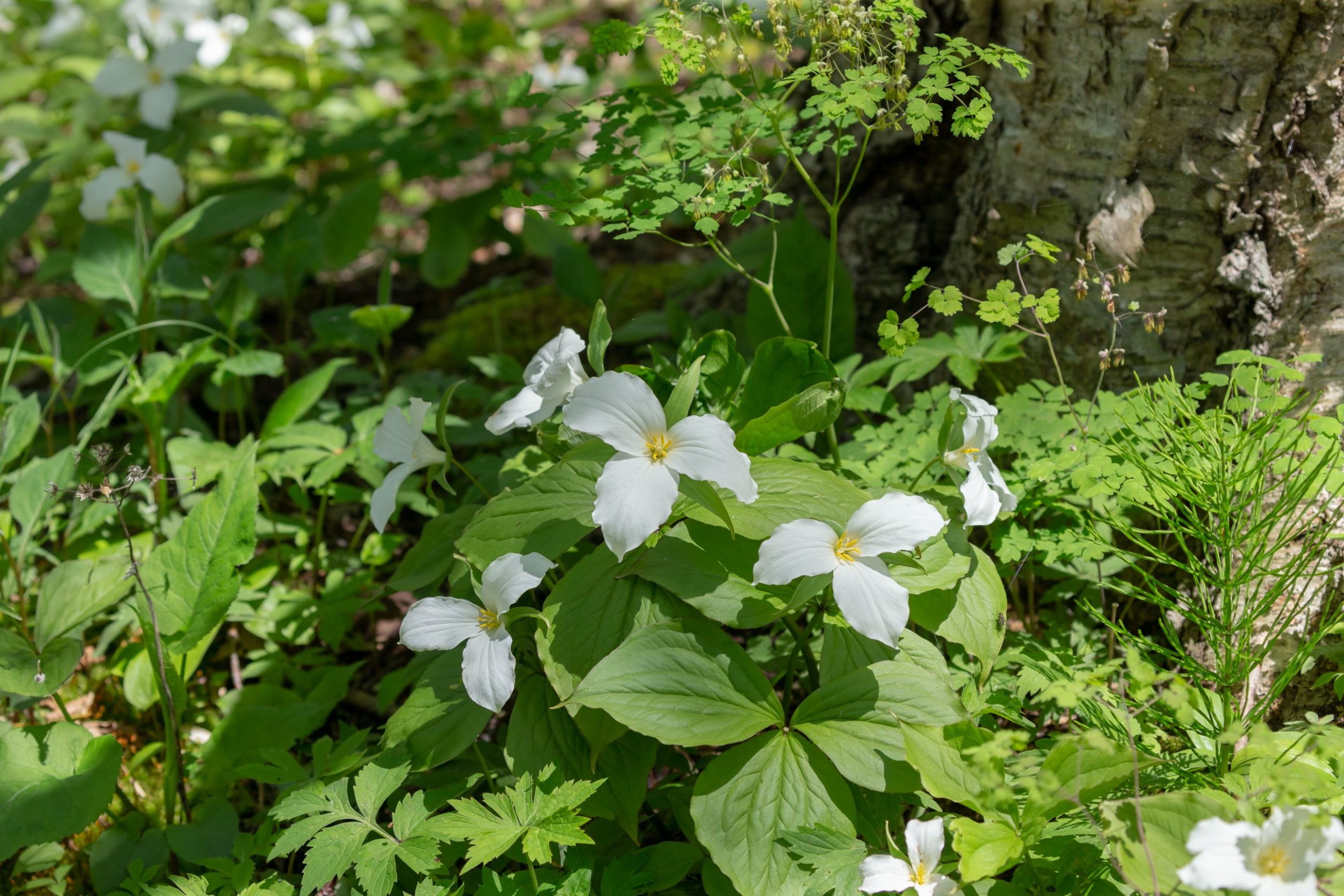 Trillium grandiflorum