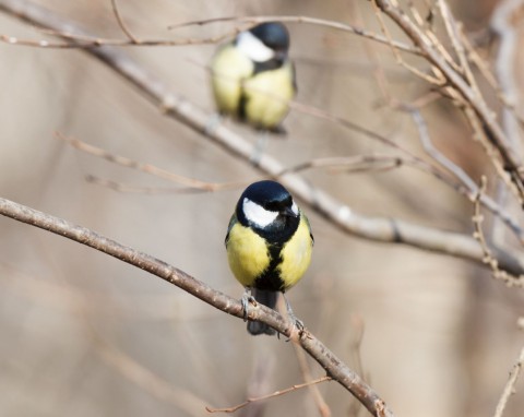 Zrób karmnik dla sikorek, który nic nie kosztuje. Wykorzystasz to, co masz w domu, a ptaki będą zachwycone