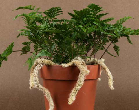 Też baliście się jej w dzieciństwie? Jedna z najoryginalniejszych roślin, o której zapomnieliśmy