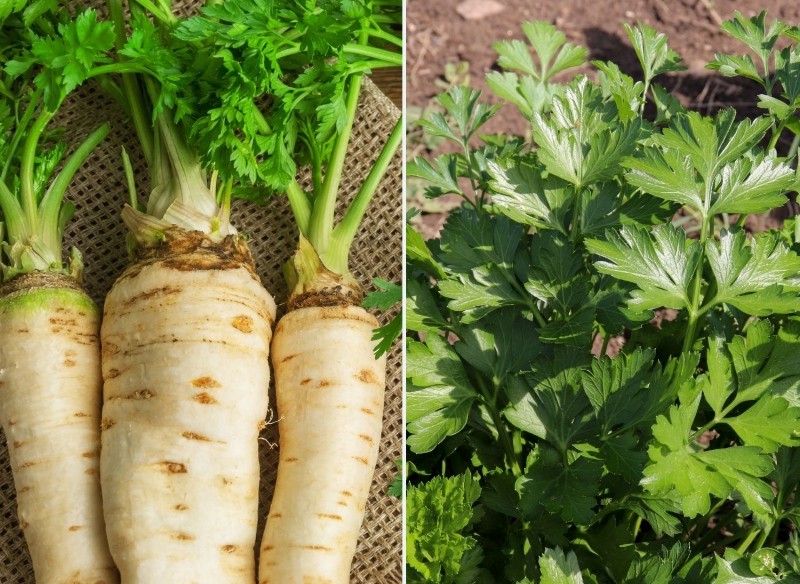 najlepsze odmiany pietruszki