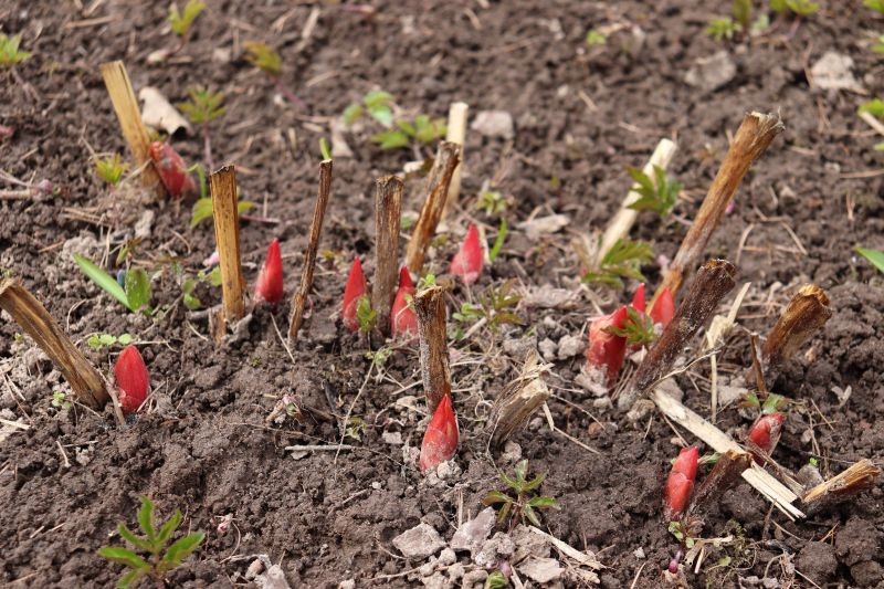 Piwonie trzeba przyciąć jesienią, ale nie za wcześnie. Poczekajmy do silnych przymrozk&oacute;w.