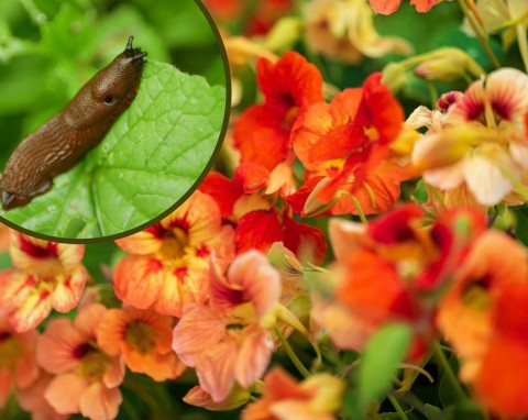 Chroni przed ślimakami i mszycami, działa jak antybiotyk. Jak pielęgnować nasturcję pnącą?