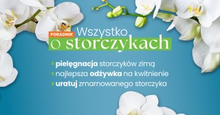 Wszystko o storczykach