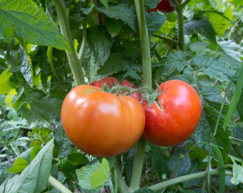 Czym odżywiać rozsadę pomidorów między 20 kwietnia a 1 maja? To kluczowy okres