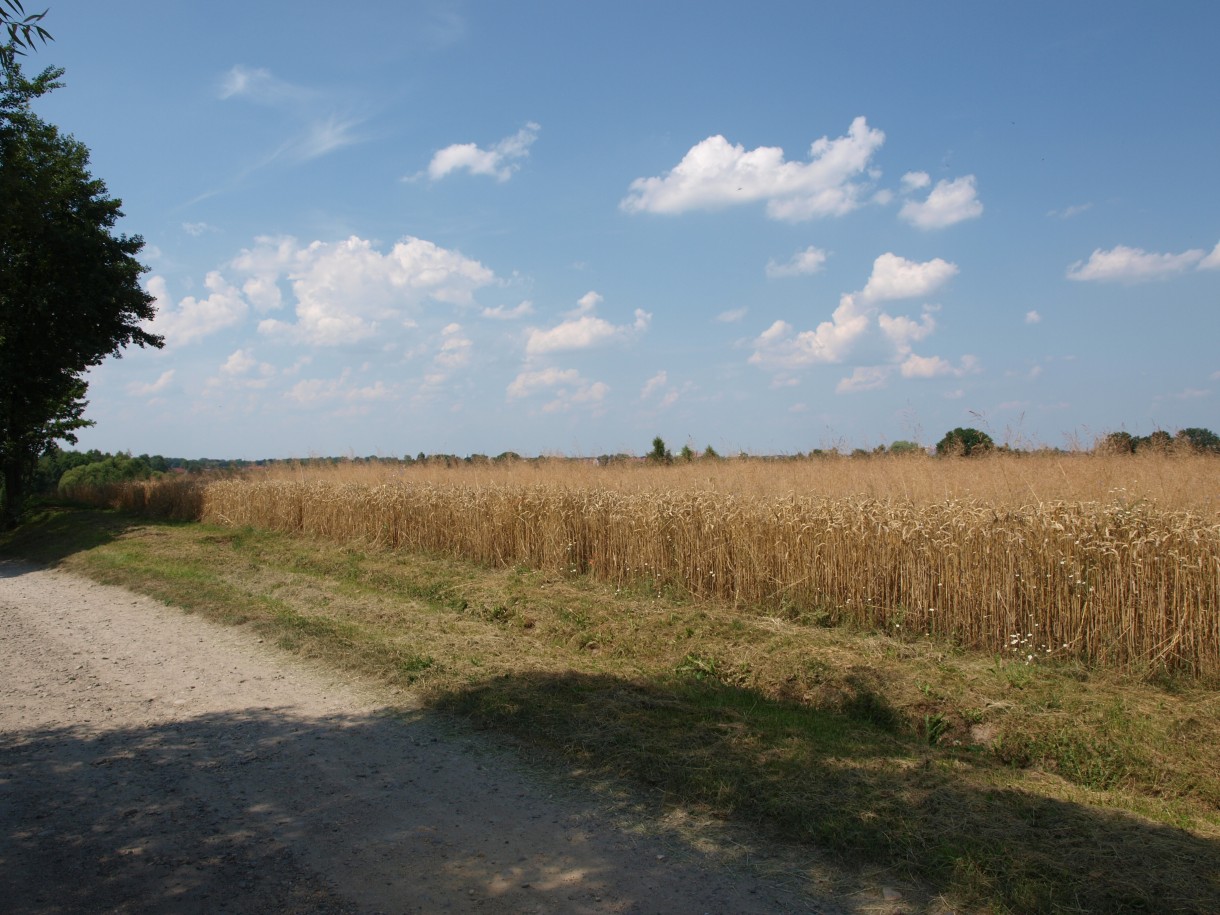 Pozostałe, Lato za miastem