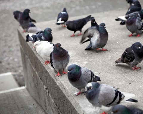 Tego sposobu na odstraszenie gołębi z balkonu możesz nie znać. Nawet nie podlecą