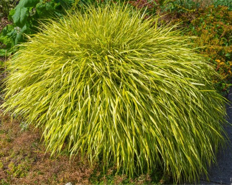 Hakonechloa smukła „All Gold”