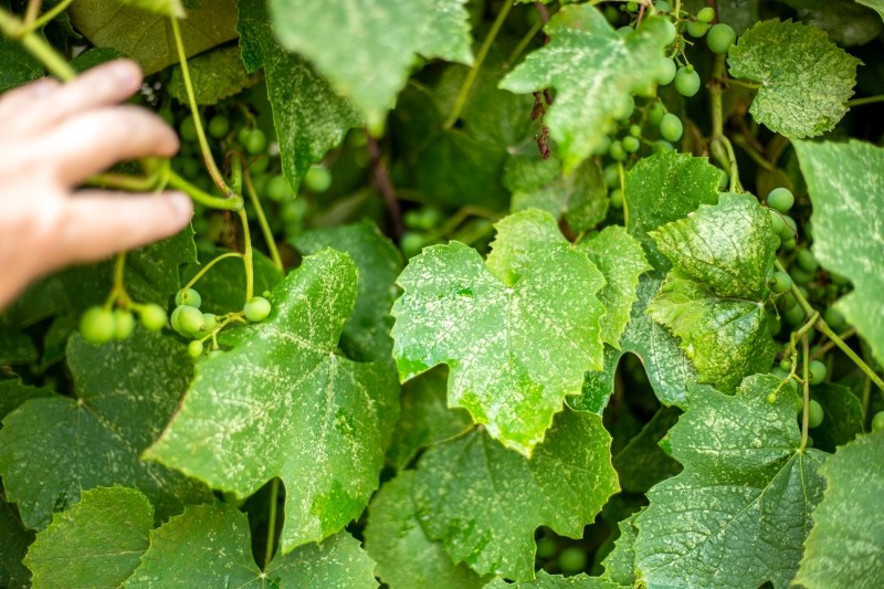 czym pryskać winogrona