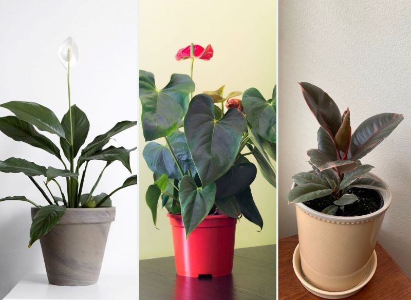 Skrzydłokwiaty, anturium i fikusy lubią nabłyszczanie liści. 