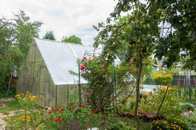 Co posadzić obok jabłonki, żeby obficie zaowocowała?