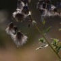 Leśne klimaty, ŚNIADANIE NA LEŚNEJ POLANIE