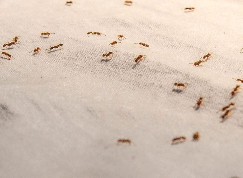 Mrówki faraona są małe i szybko się rozmnażają.