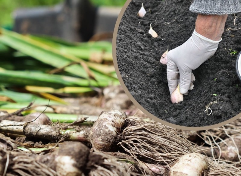 co siać w listopadzie