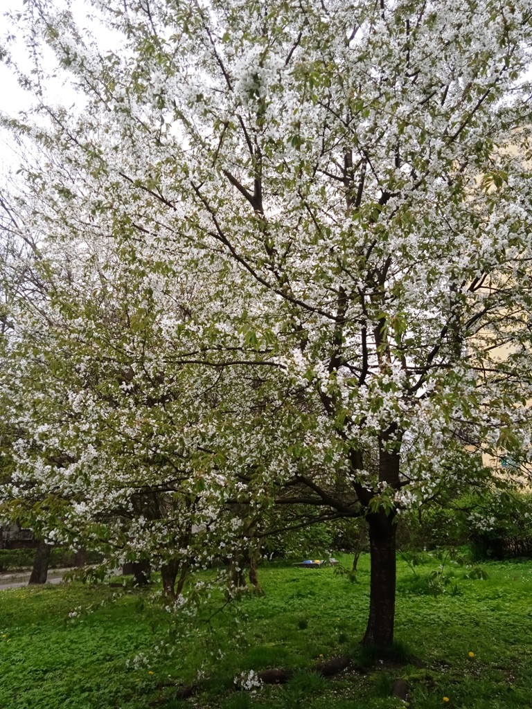 Rośliny, WIOSNA W KAŻDYM ZAKĄTKU