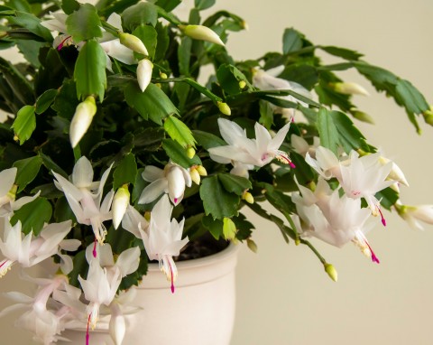 Jak ożywić więdnącego grudnika? Sposób na przywrócenie mu witalności i obfitego kwitnienia