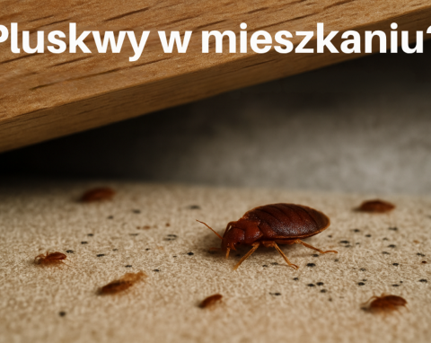 Pluskwy w mieszkaniu – jak je zwalczyć?