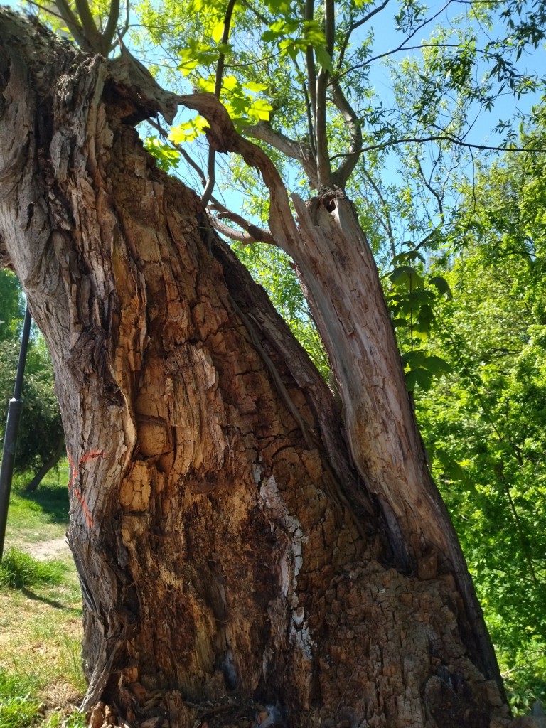 Rośliny, Majowe radości.................... - W maju jak w gaju................cieszmy się kwitnącym majowym kwieciem................a najpiękniejszy jest majowy sad.....................pozdrawiam Was bardzo serdecznie ............