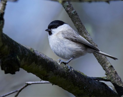 Najbardziej energiczna wśród sikorek. Stroni od ludzi, ale zimą chętnie przylatuje do karmników