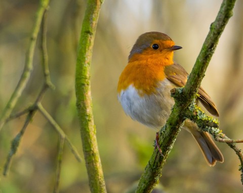 Zostaw im porządną garść w karmniku. Rudziki uwielbiają, będą przylatywać regularnie