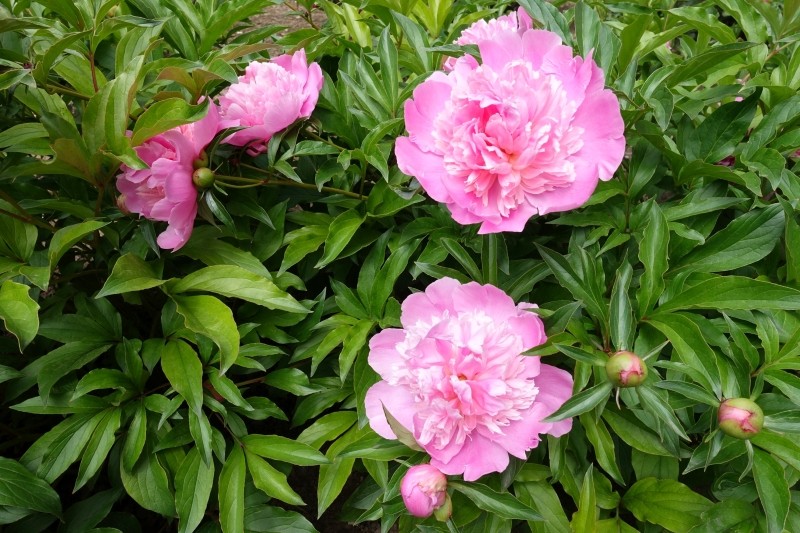 jak ciąć piwonie w sierpniu