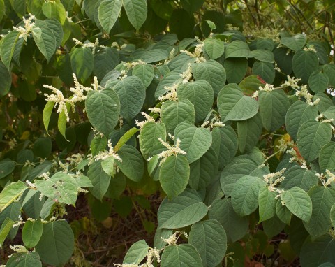 Rdestowiec ostrokończysty (Reynoutria japonica)