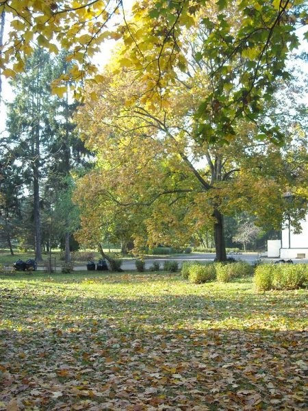 Pozostałe, A u mnie zagościła złota jesień.........