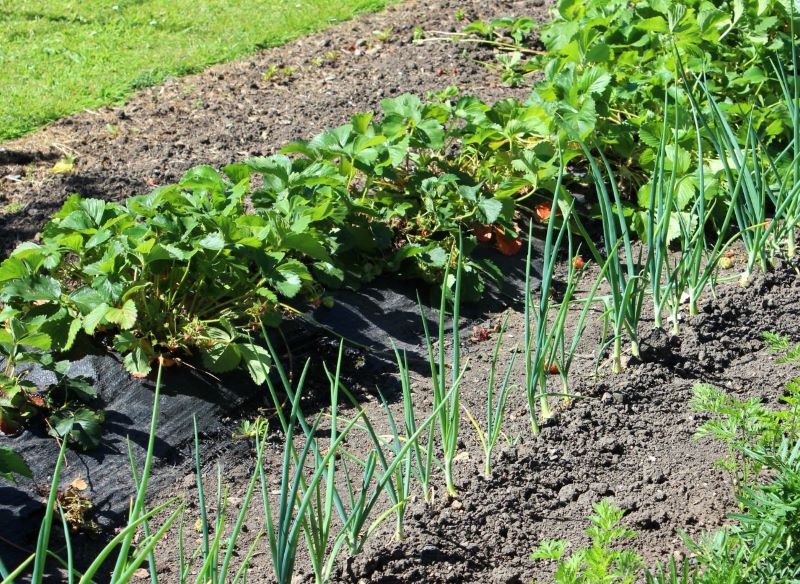 truskawki sąsiedztwo