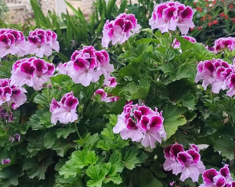 Naturalny nawóz z na kwitnienie pelargonii. Balkon będzie tonął w kwiatach