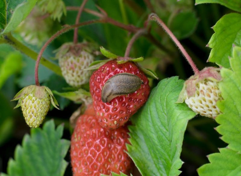 Orliki warto siać blisko truskawek, by odstraszyć ślimaki.