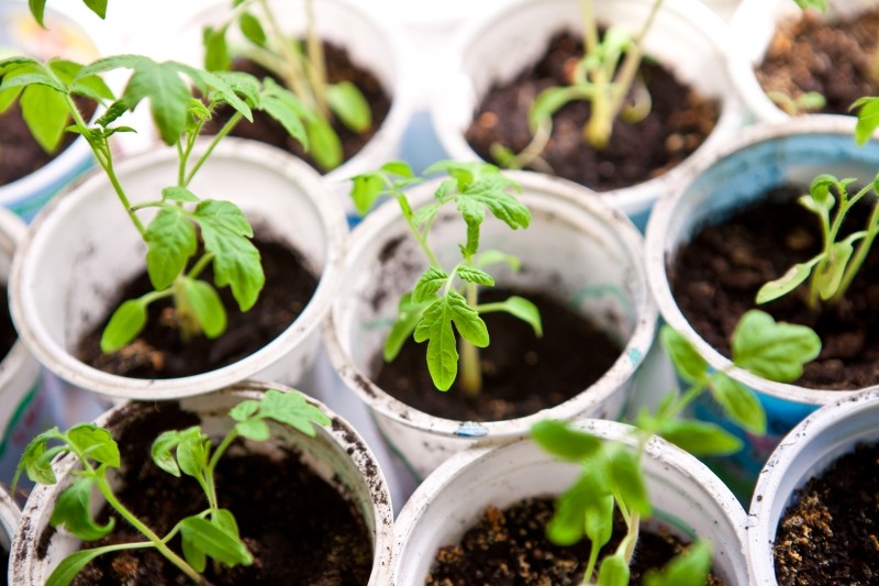 najlepsze terminy na siew warzyw na rozsadę