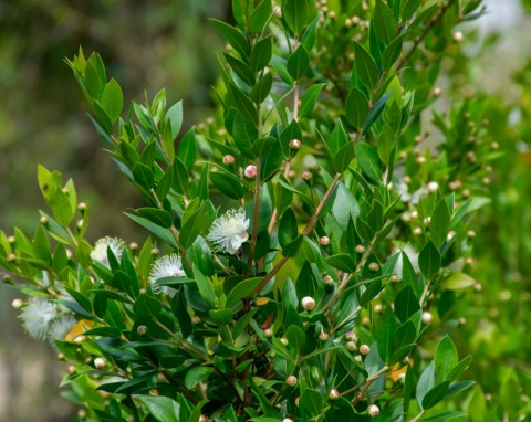 Mirt zwyczajny (Myrtus communis)