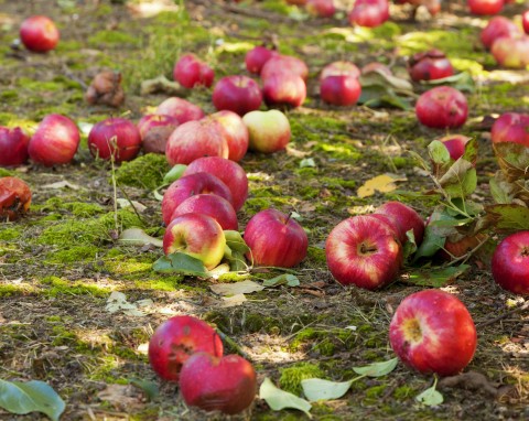 Trzy metody na zwalczanie owocówki jabłkóweczki.  Zbierzesz zdrowe, soczyste jabłka bez robaków