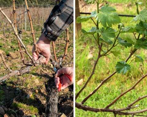 Wiosenne sadzenie winorośli. Formowanie winorośli na 5 sposobów