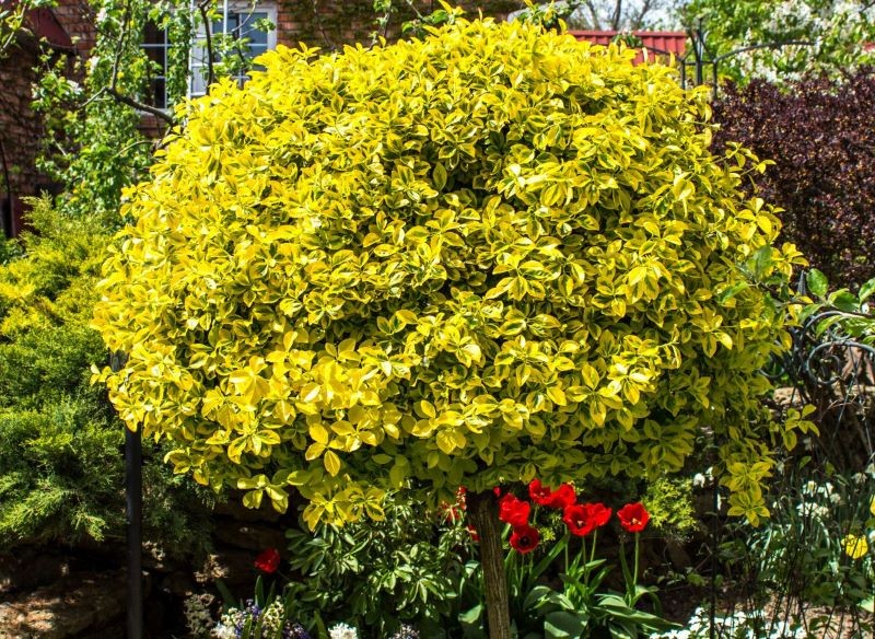 Szczepioną na pniu trzmielinę trzeba systematycznie formować.