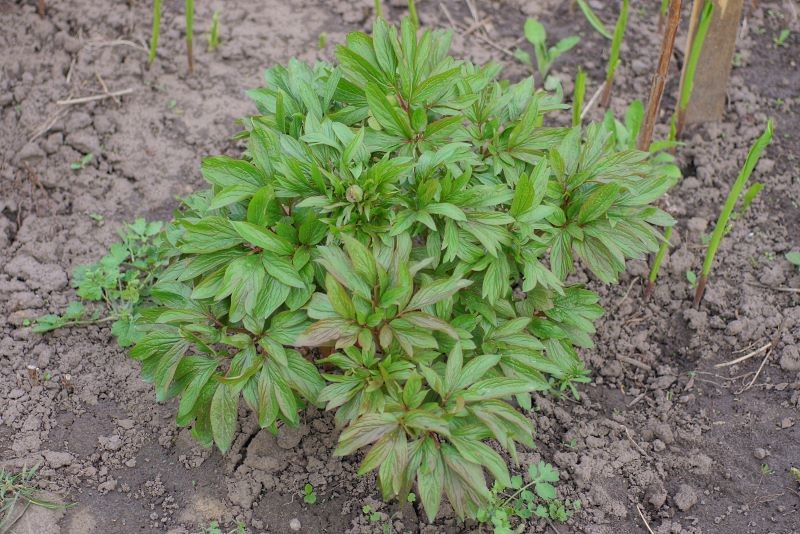 Jak chronić piwonie przed chorobami?