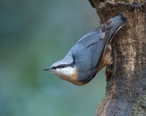 Zadziorny ptaszek, który chodzi po pniu głową w dół. Jak przyciągnąć kowalika do ogrodu?