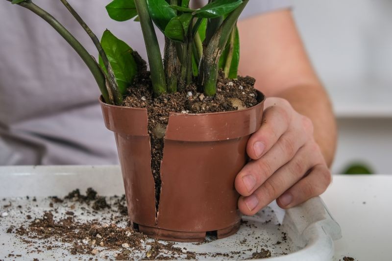 Zamiokulkas rośnie wolno, dlatego można go przesadzać co 2-3 lata.