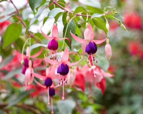 Najlepszy sposób na przezimowanie fuksji. Wiosną odżyją i wypuszczą mnóstwo pąków