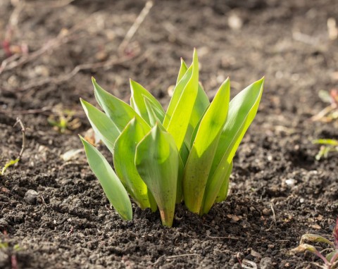 Po posadzeniu tulipany wymagają opieki. Ten nawóz sprawi, że wiosną przepięknie rozkwitną