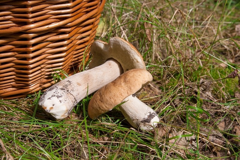 jak wyhodować borowiki w domu 