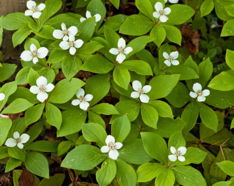 Dereń kanadyjski (Cornus Canadensis)