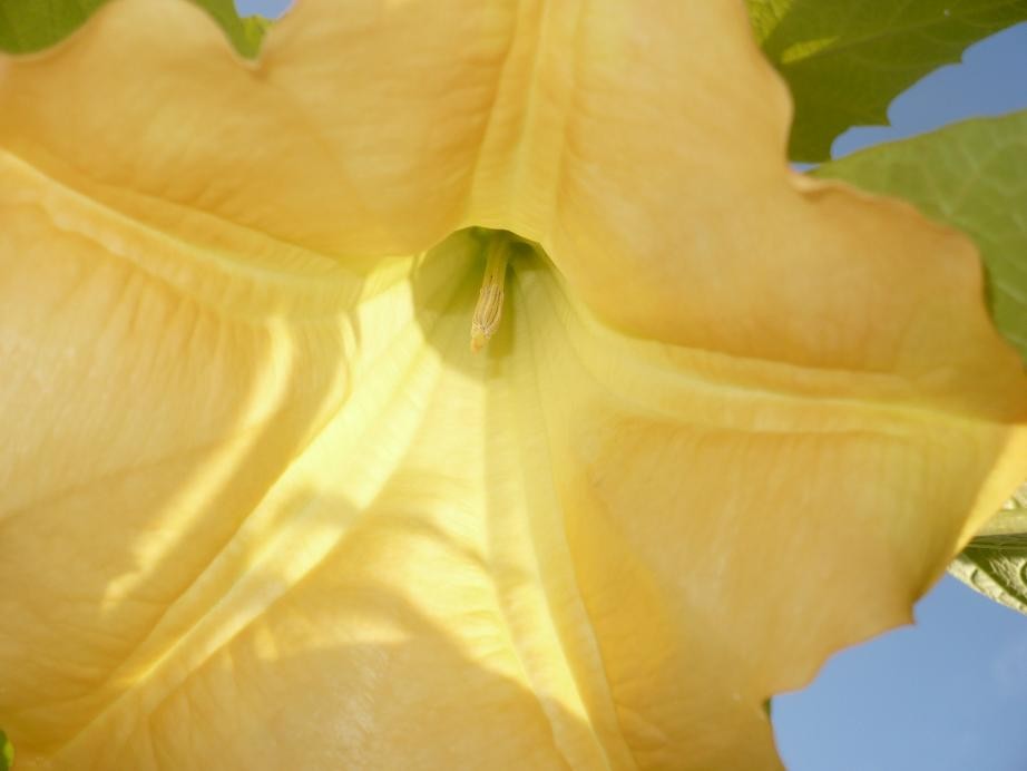 Pozostałe, Wrześniowe cienie i blaski........... - .........i datura............