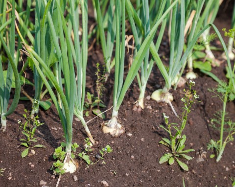 Czym ściółkować cebulę i czosnek na zimę? Rozłóż szczelnie, wiosną będą lepsze plony